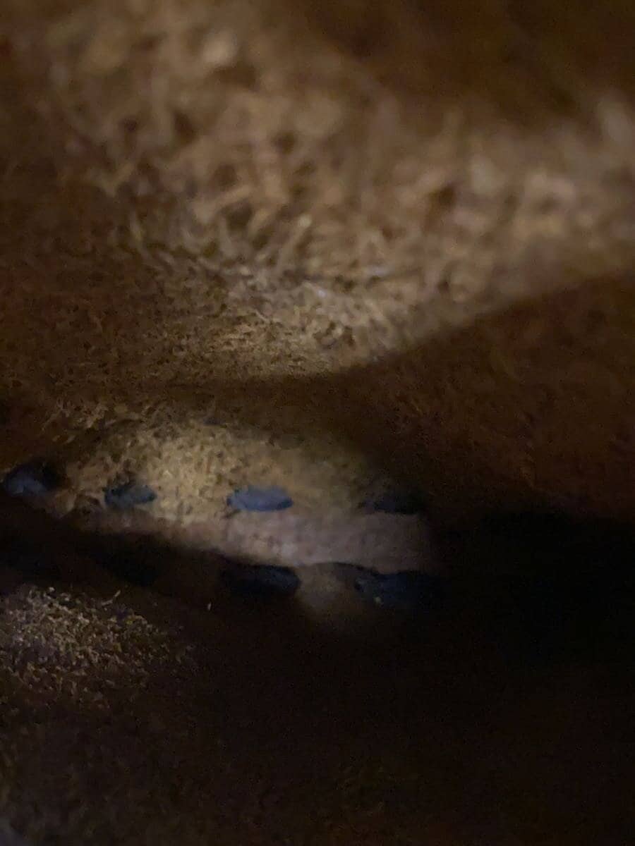 Other Brand Pouch Leather BRW Solid 6