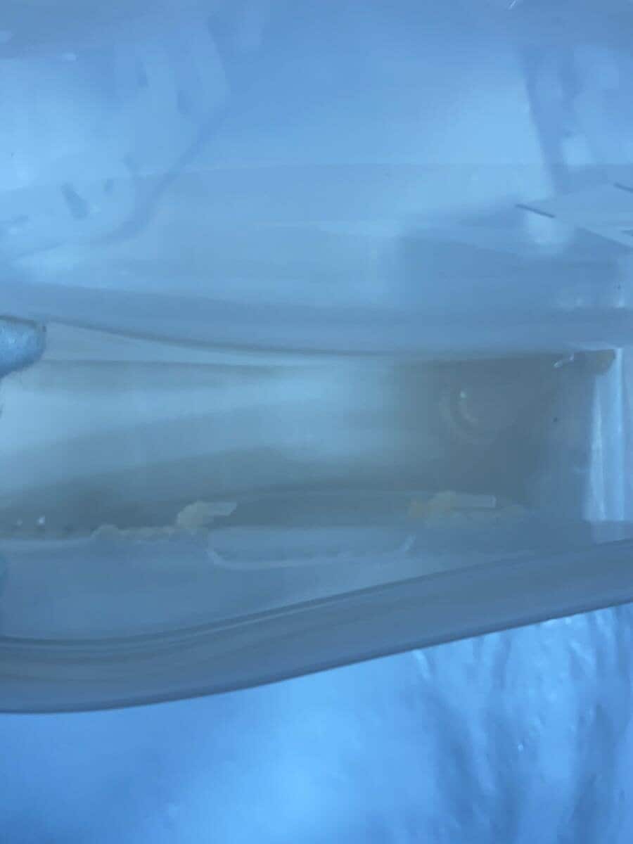 mame kurogouchi Shoulder Bag PVC CRM Transparent Sculptural Mini Chain Bag 5